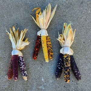 Indian Corn with Husks 6-8" Fall Decor Ornamental Thanksgiving Halloween